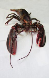 lobster, maine lobster, seafood, food, sea, gourmet, maine, red, meal, dinner, restaurant, crustacean, shellfish, ocean, fresh, claw, cook, shell, marine, nature, cuisine, kitchen