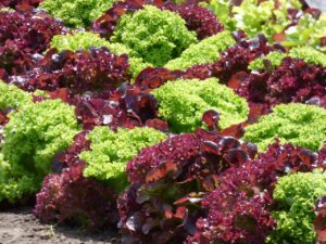 salad, red lettuce, green lettuce, healthy, kitchen garden, food, grow your own, red lettuce, red lettuce, red lettuce, red lettuce, red lettuce