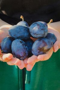 Close-up of hands holding fresh ripe plums against a green background.